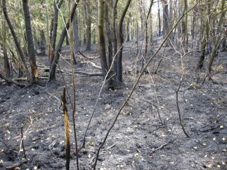 Verwoest bosgebied na een brand bij Ilmenau