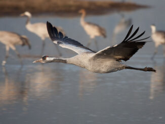 Kraanvogel vliegt laag over het water tijdens de vogeltrek.