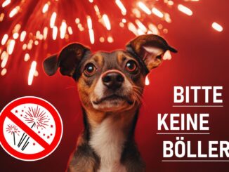 Angstige hond tegen rode achtergrond met vuurwerk en oproep tot vuurwerkverbod in Duitsland