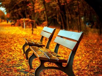 Lege bankjes in een park bedekt met herfstbladeren