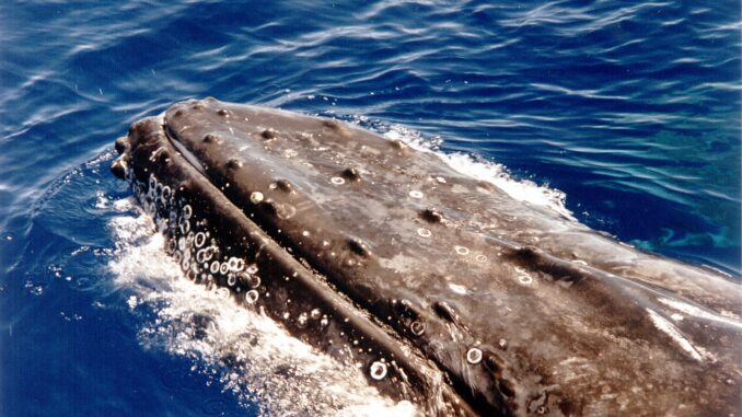 Close-up van een bultrug die met zijn kop boven water komt