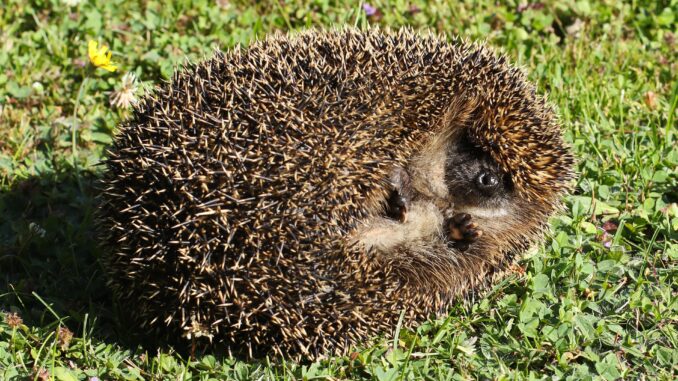Opgerolde egel in een tuin op gras, kwetsbaar voor robotmaaiers in de nacht