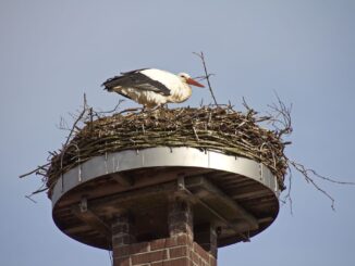 Ooievaar op groot nest op een toren in het Duitse Auhagen in Nedersaksen