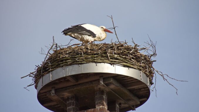 Ooievaar op groot nest op een toren in het Duitse Auhagen in Nedersaksen