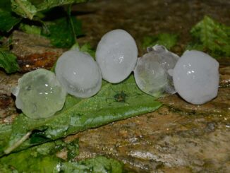 Grote hagelstenen op bladeren na zware onweersbuien in Duitsland.